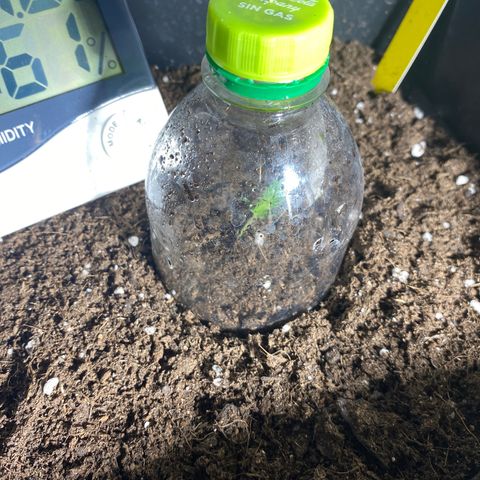 Amnesia Gold Auto #1 growlog timeline photo