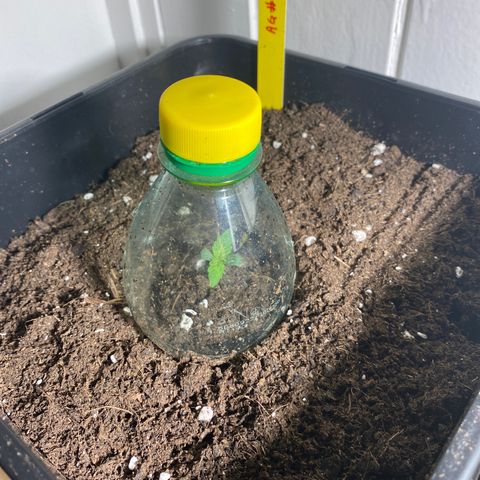 Amnesia Gold Auto #2 growlog timeline photo