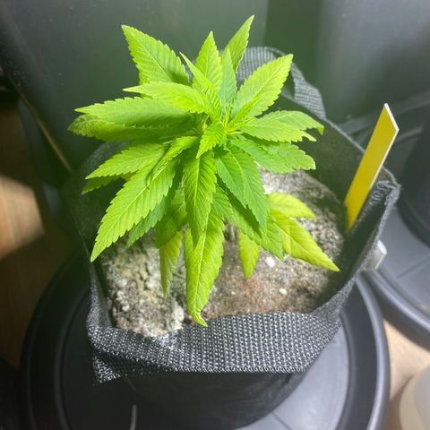 Nicole Kush growlog timeline photo