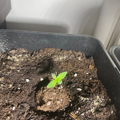 Amnesia Gold Auto #2 growlog timeline photo