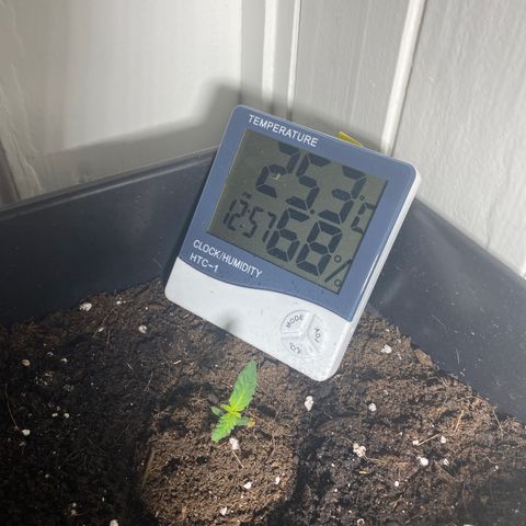 Amnesia Gold Auto #1 growlog timeline photo