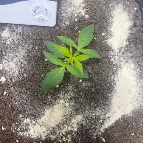 Amnesia Gold Auto #1 growlog timeline photo