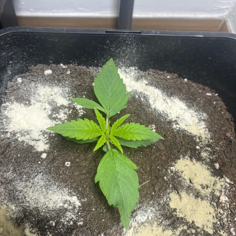 Amnesia Gold Auto #2 growlog timeline photo