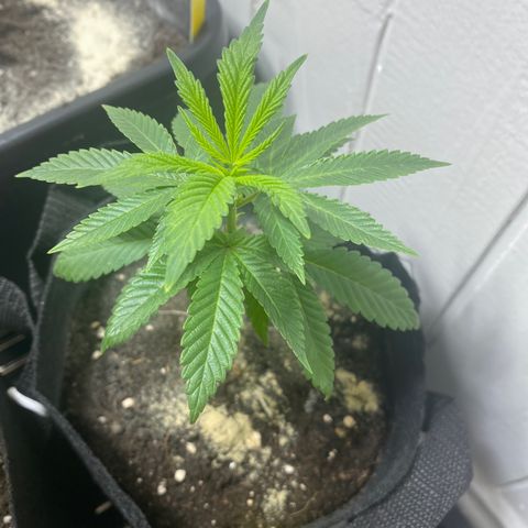 Barbara Kush growlog timeline photo