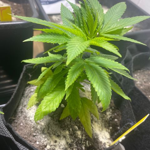 Nicole Kush growlog timeline photo