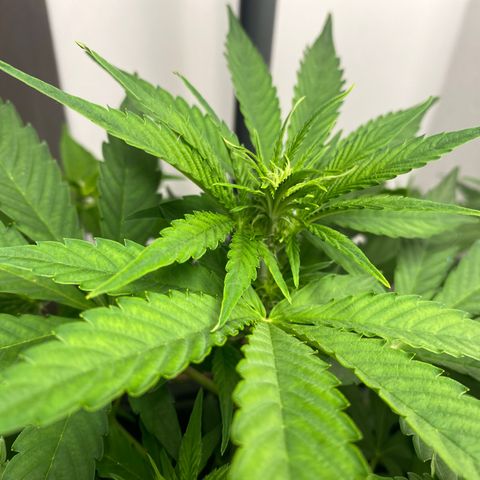Amnesia Gold Auto #2 growlog timeline photo