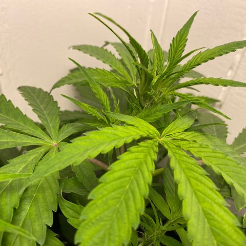 Amnesia Gold Auto #1 growlog timeline photo