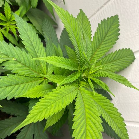 Barbara Kush growlog timeline photo