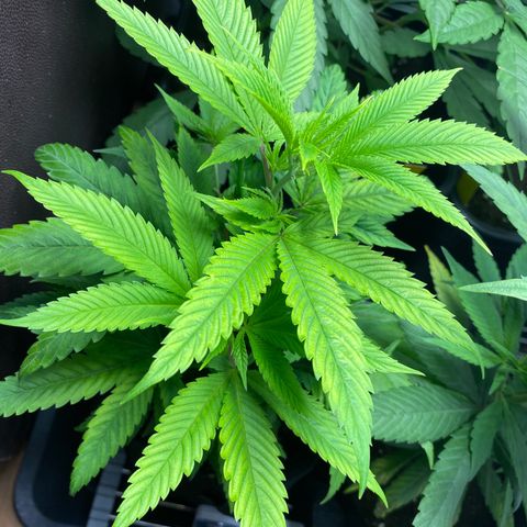 Nicole Kush growlog timeline photo