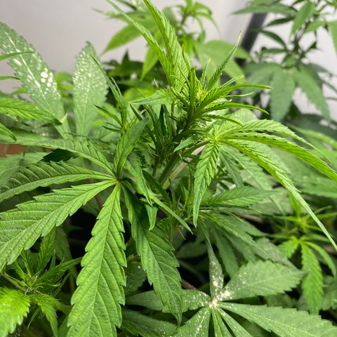 Amnesia Gold Auto #1 growlog timeline photo