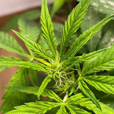 Amnesia Gold Auto #1 growlog timeline photo