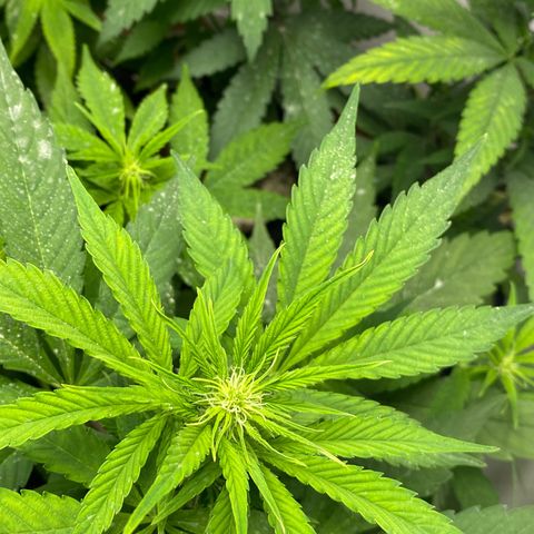 Amnesia Gold Auto #2 growlog timeline photo