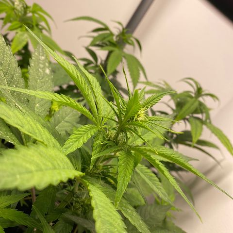 Amnesia Gold Auto #2 growlog timeline photo