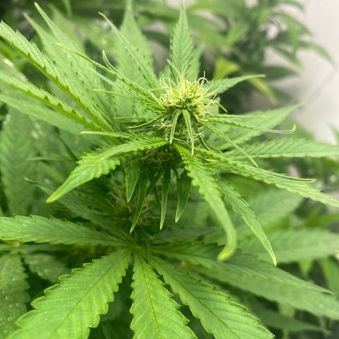 Amnesia Gold Auto #2 growlog timeline photo