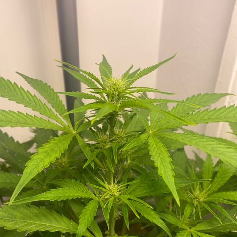 Amnesia Gold Auto #1 growlog timeline photo