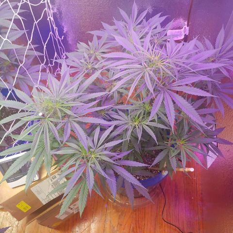 Blackwater growlog timeline photo