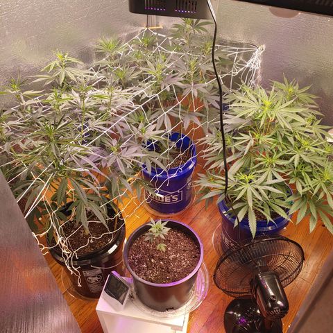 Blackwater growlog timeline photo