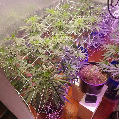 Blackwater growlog photo: 3000w 