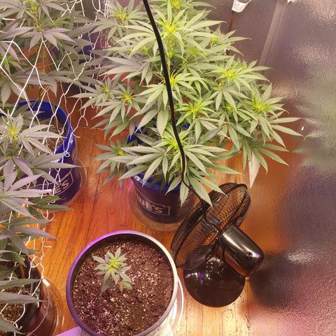 Blackwater growlog photo: 3000w 
