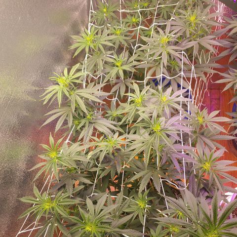 Blackwater growlog timeline photo