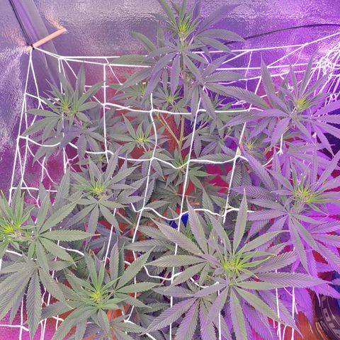 Blackwater growlog timeline photo