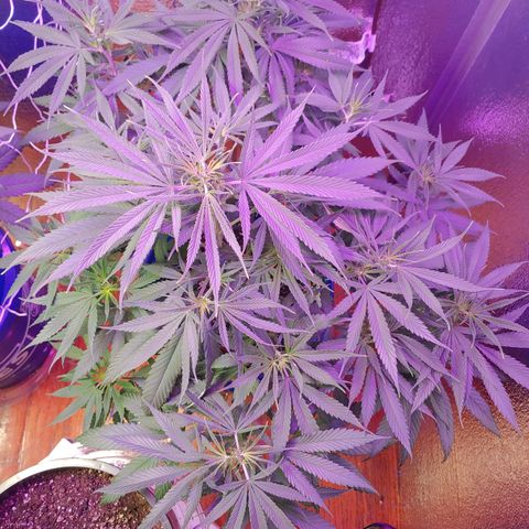 Blackwater growlog timeline photo