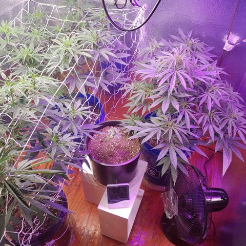 Blackwater growlog timeline photo