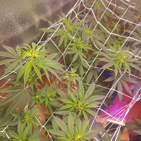 Blackwater growlog timeline photo