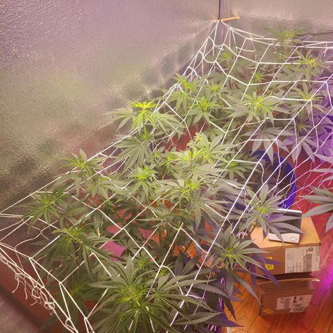 Blackwater growlog timeline photo