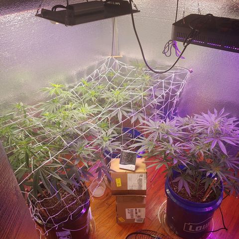 Blackwater growlog timeline photo