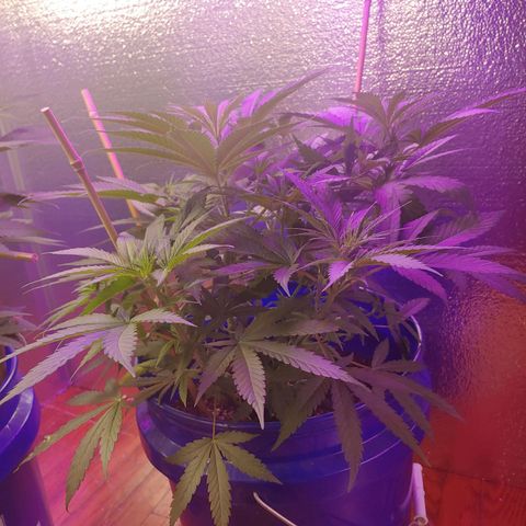 Blackwater growlog timeline photo