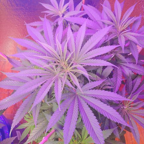 Blackwater growlog timeline photo