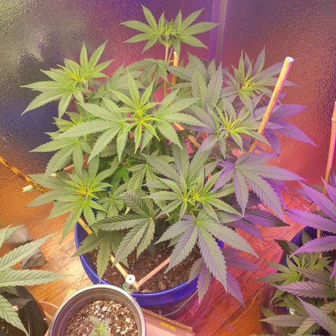 Blackwater growlog timeline photo