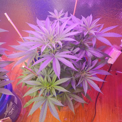 Blackwater growlog timeline photo