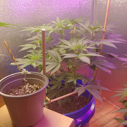 Blackwater growlog timeline photo
