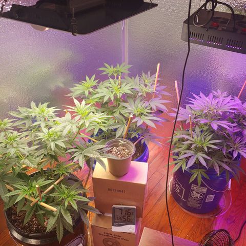 Blackwater growlog timeline photo