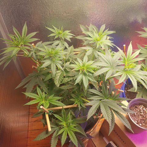Blackwater growlog timeline photo