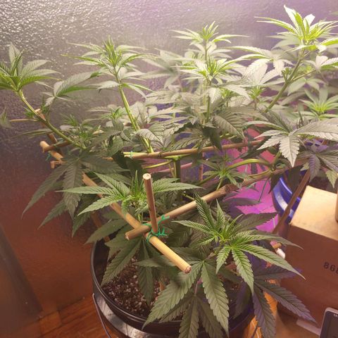 Blackwater growlog timeline photo