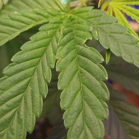Blackwater growlog timeline photo