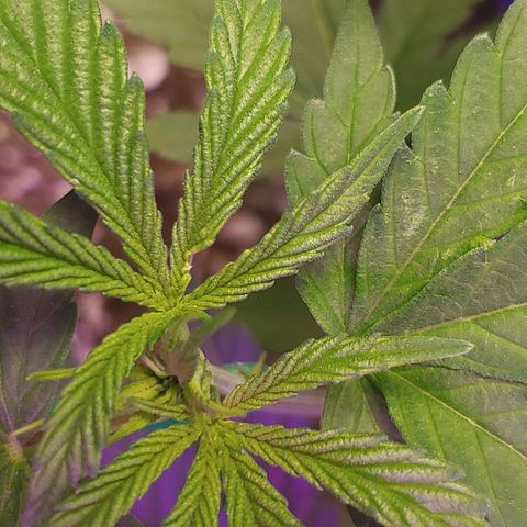 Blackwater growlog timeline photo