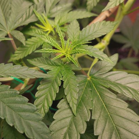 Blackwater growlog timeline photo