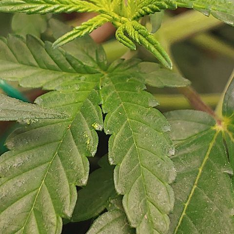 Blackwater growlog timeline photo
