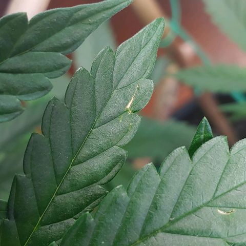 Blackwater growlog timeline photo