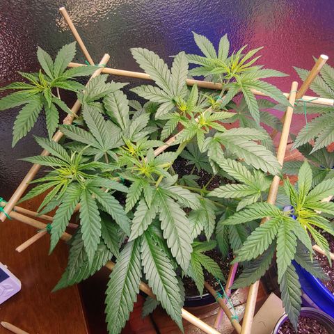Blackwater growlog timeline photo