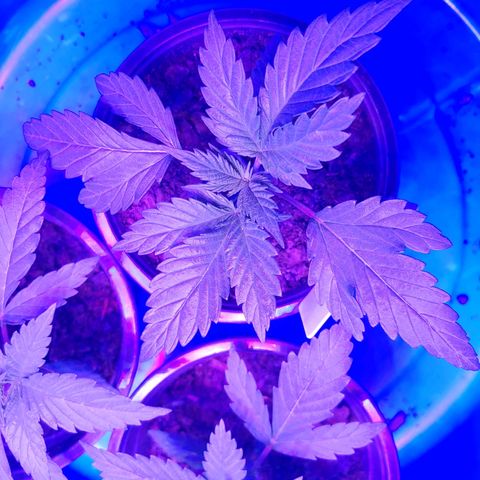 Blackwater growlog timeline photo