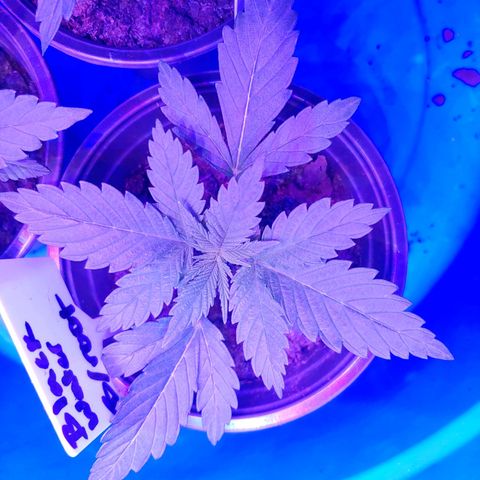 Blackwater growlog timeline photo