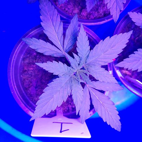 Blackwater growlog timeline photo