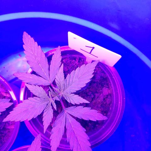 Blackwater growlog timeline photo