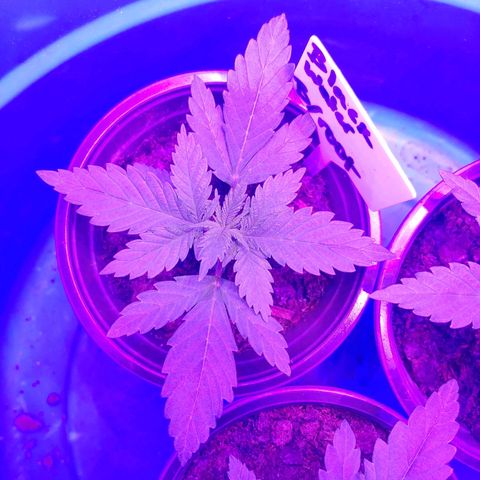 Blackwater growlog timeline photo