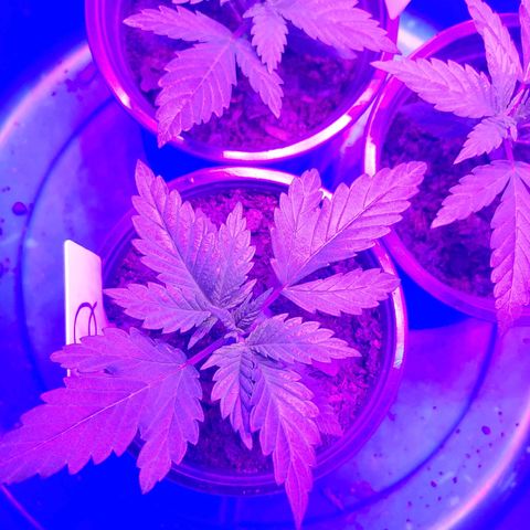 Blackwater growlog timeline photo